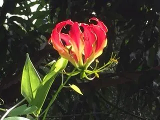 Beautiful native plants