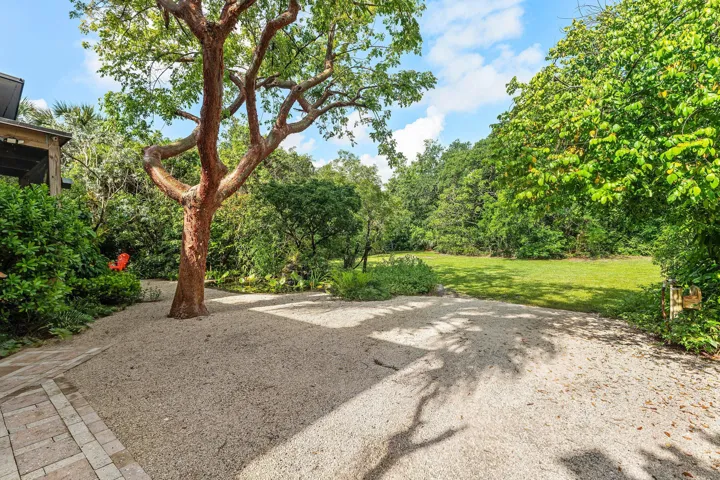 Gumbo Limbo tree