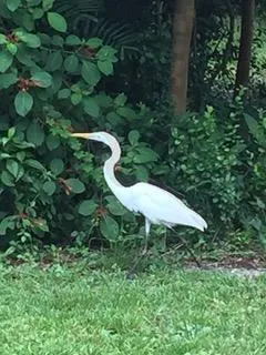 Lots of wildlife and birds