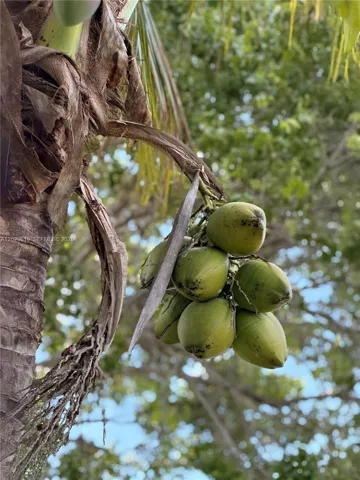 Coconut tree