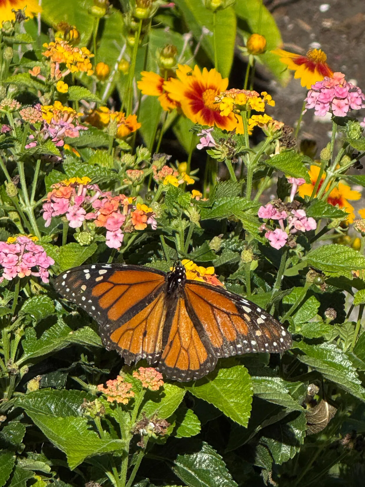 Welcoming Butterfly Garden as you approach the front entrance.