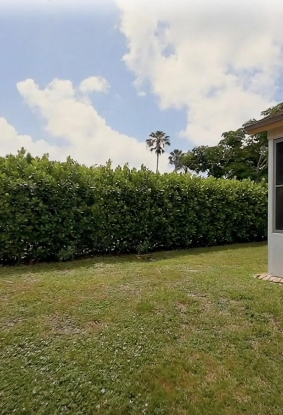 Virtually staged Clusia Hedge. (Screenshot from video).