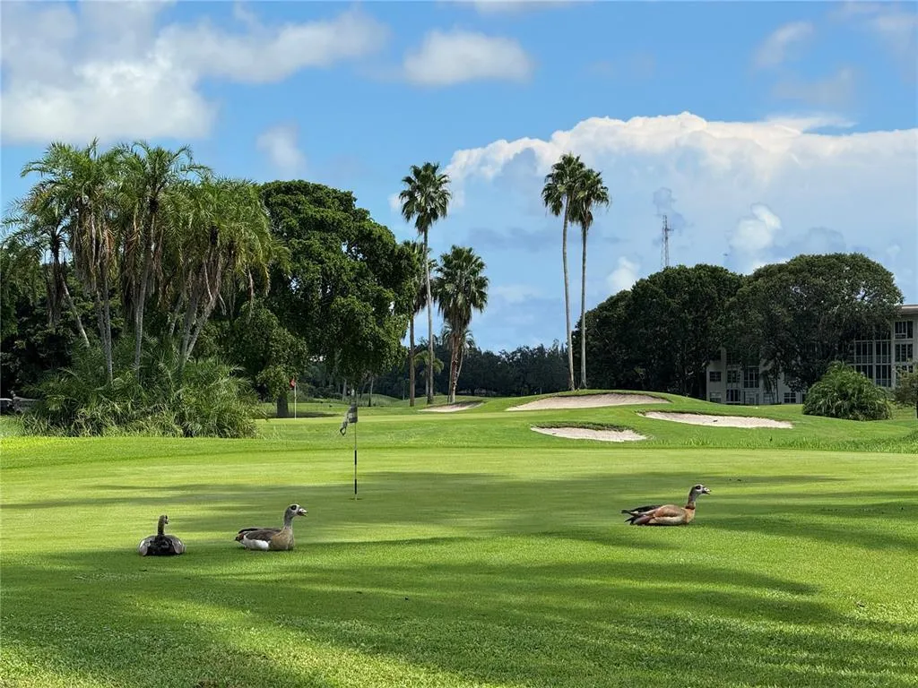 golf ducks