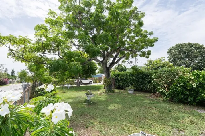 20-backyard-tree