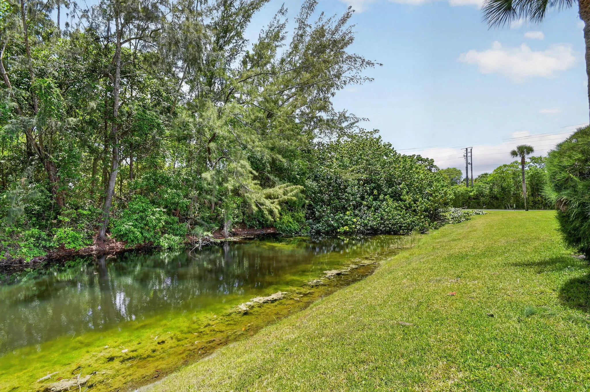 Lake Olive View