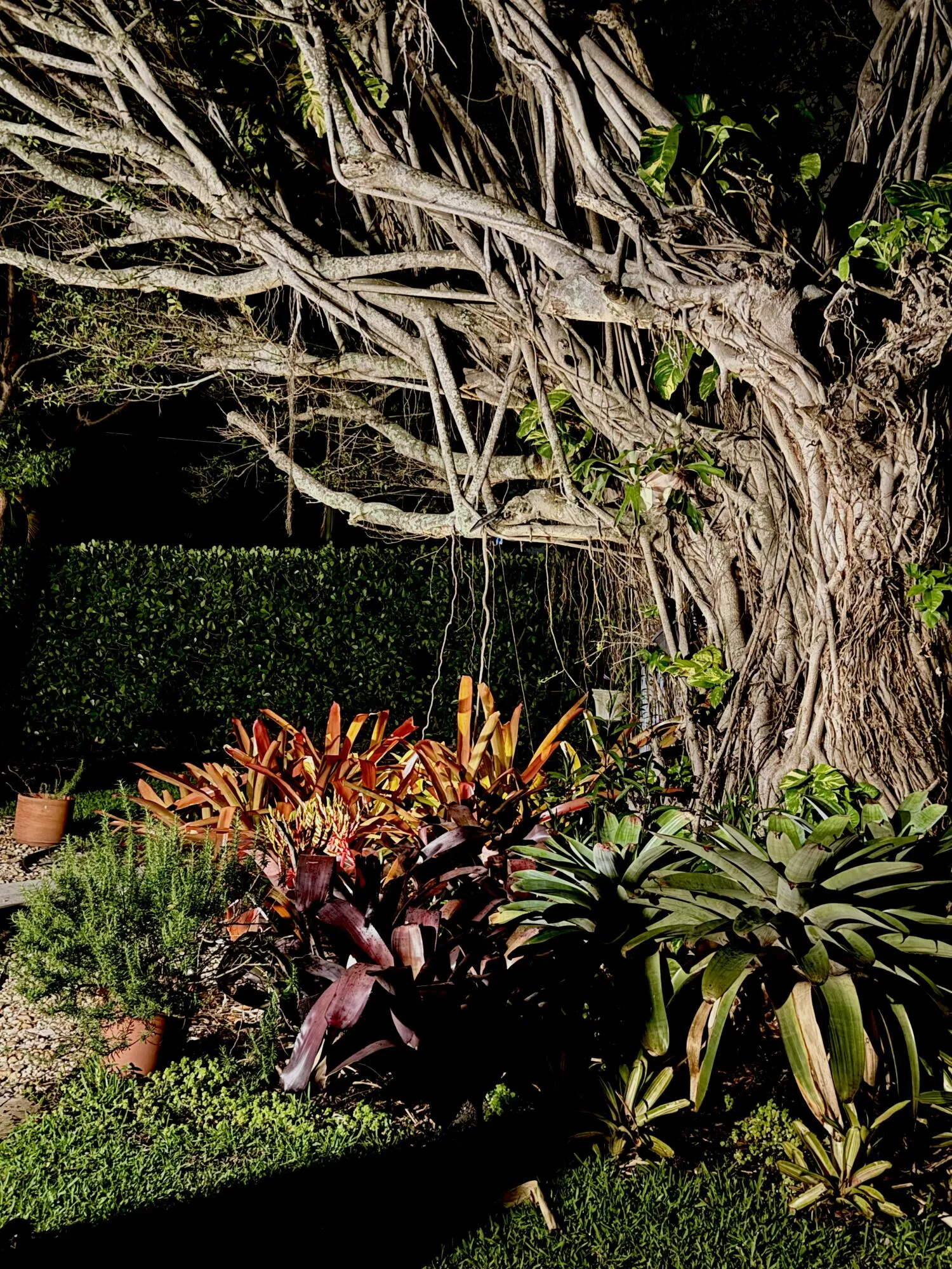 uplighting lush landscape