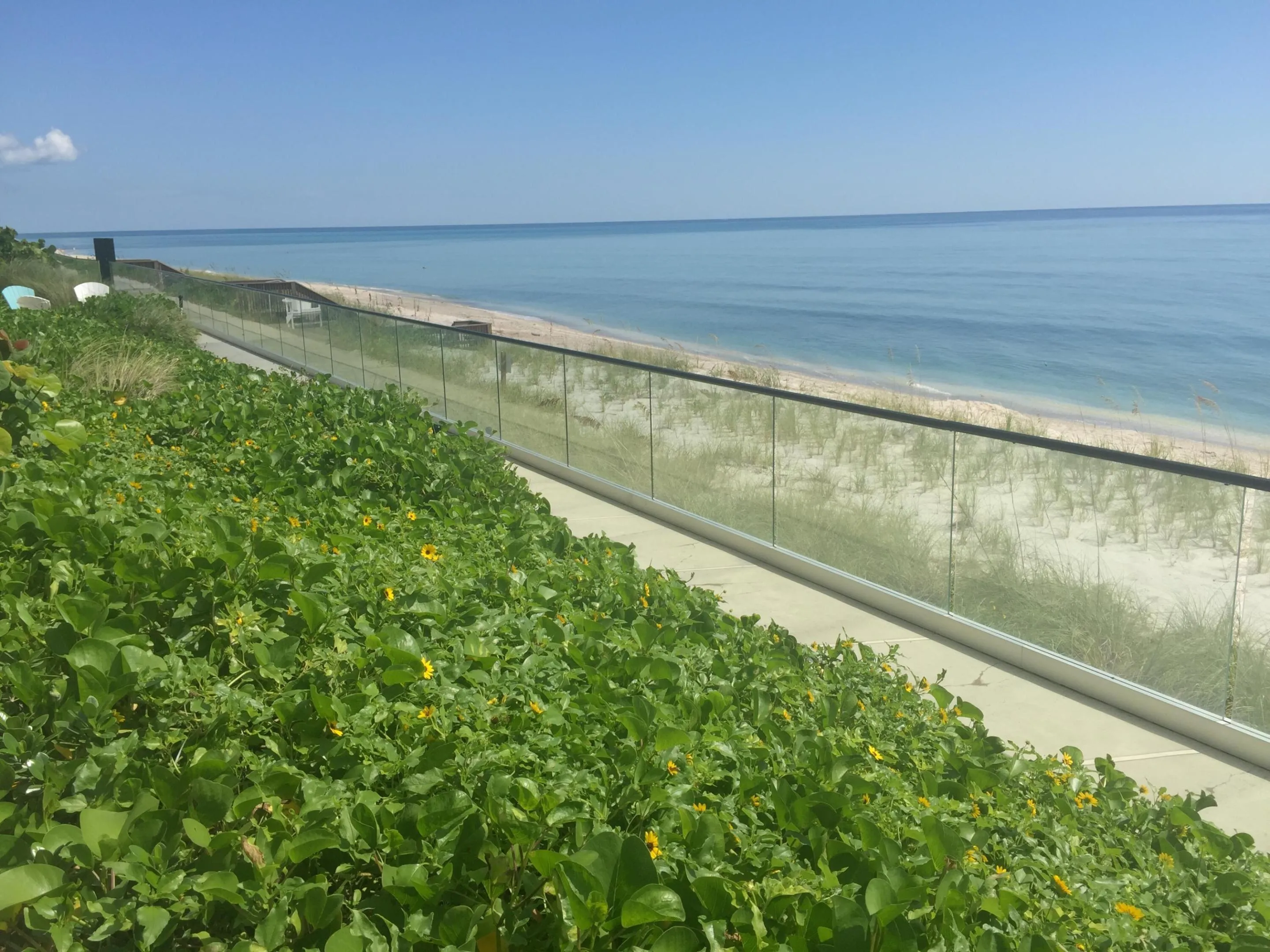 dune sunflowers