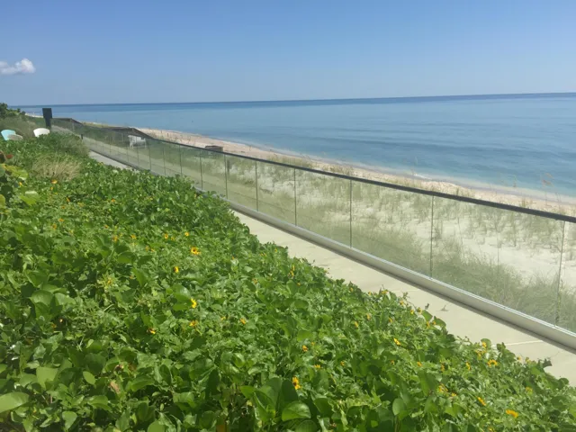 dune sunflowers