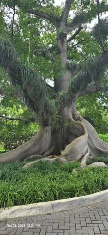100 Year Old Kapok Tree