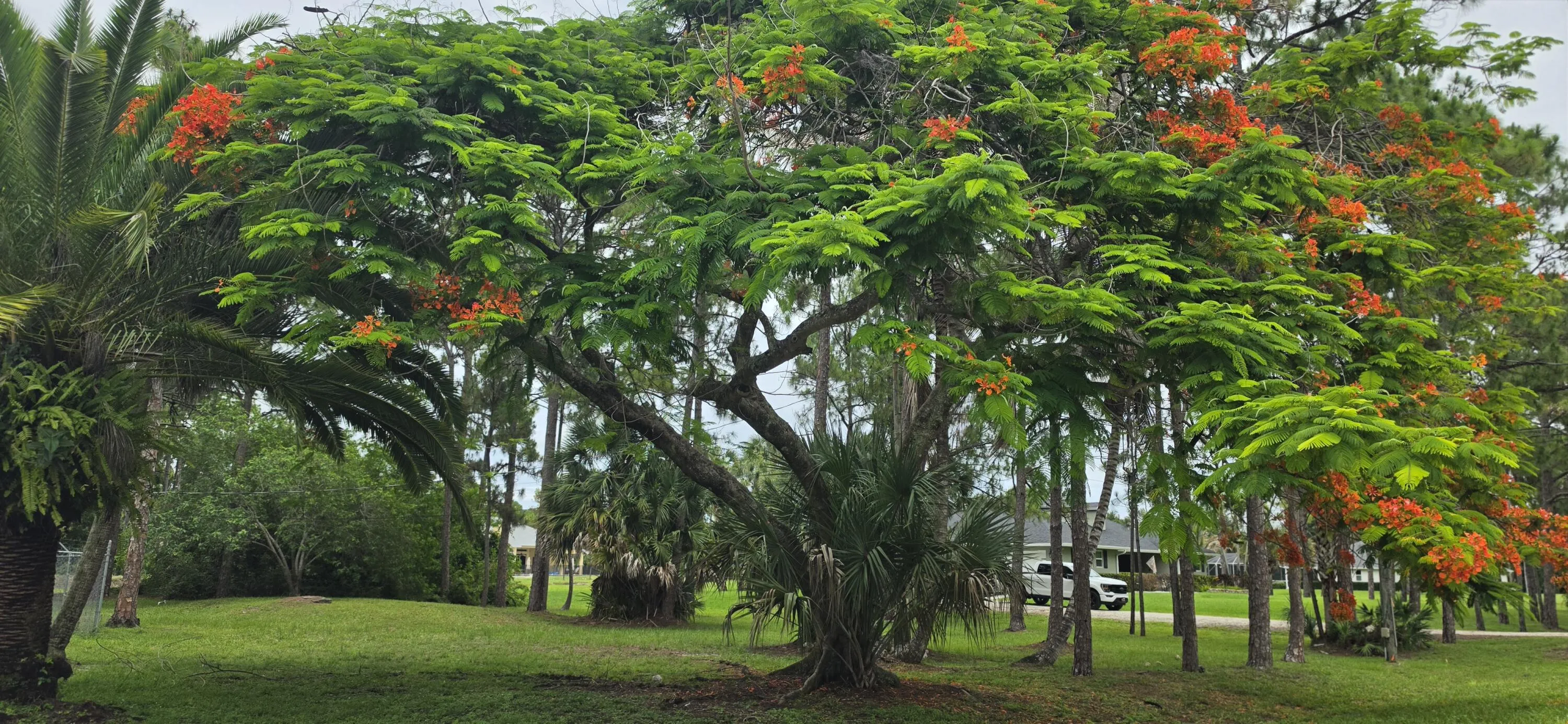 Flame tree