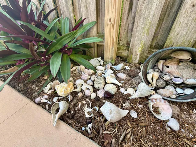 Shells !!!