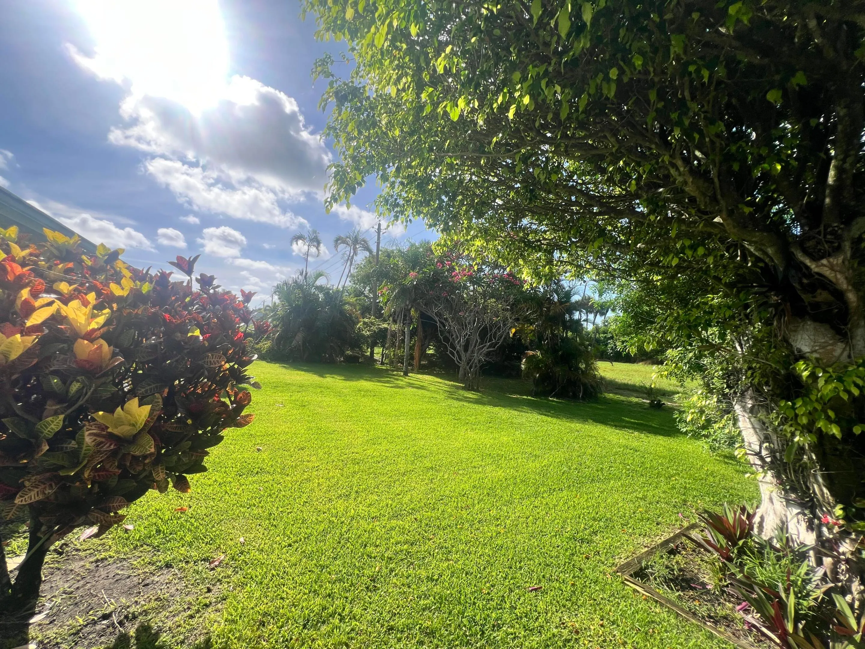 backyard