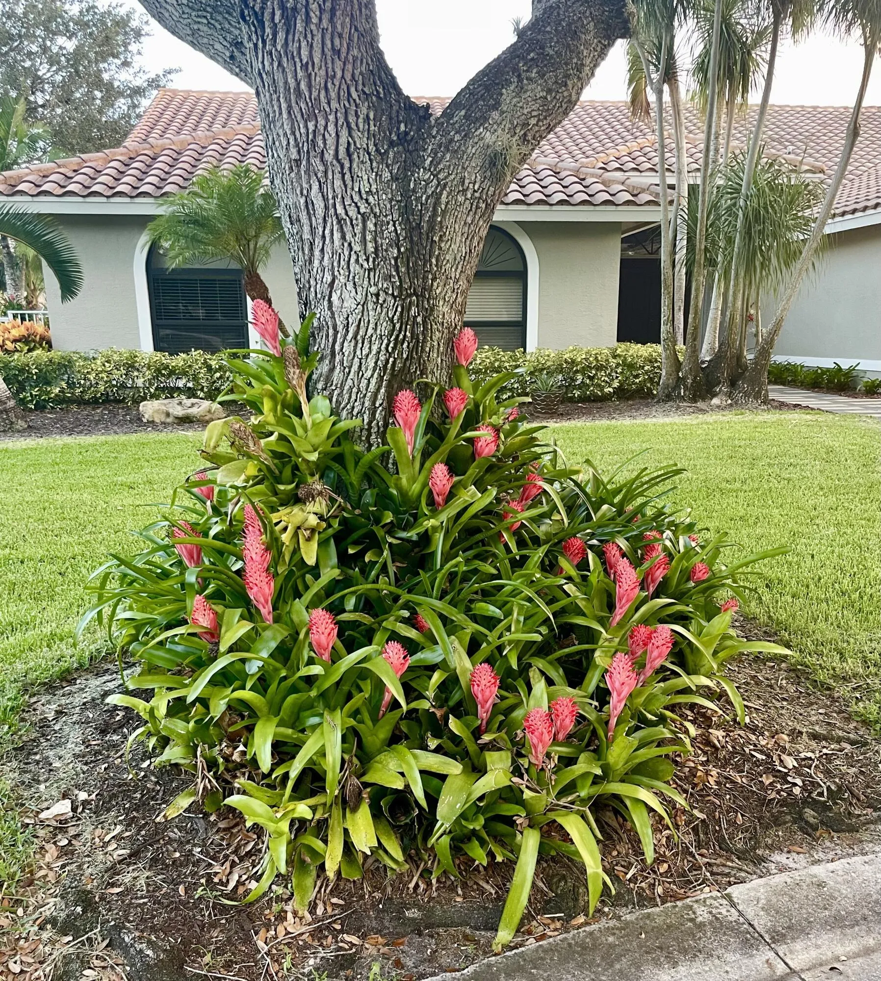 Bromeliads in front of home