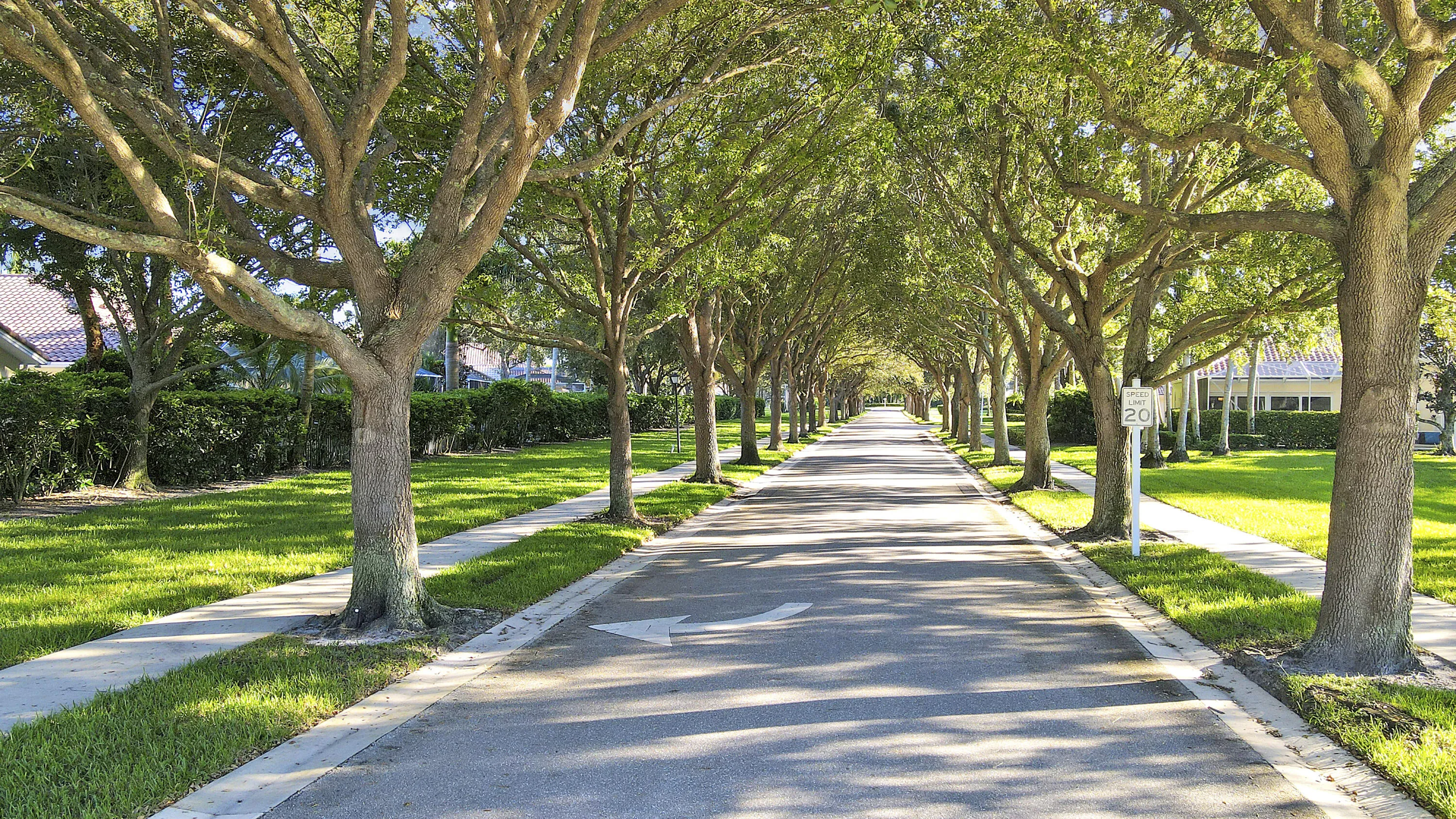 Oaktree lined Street to Clubhouse