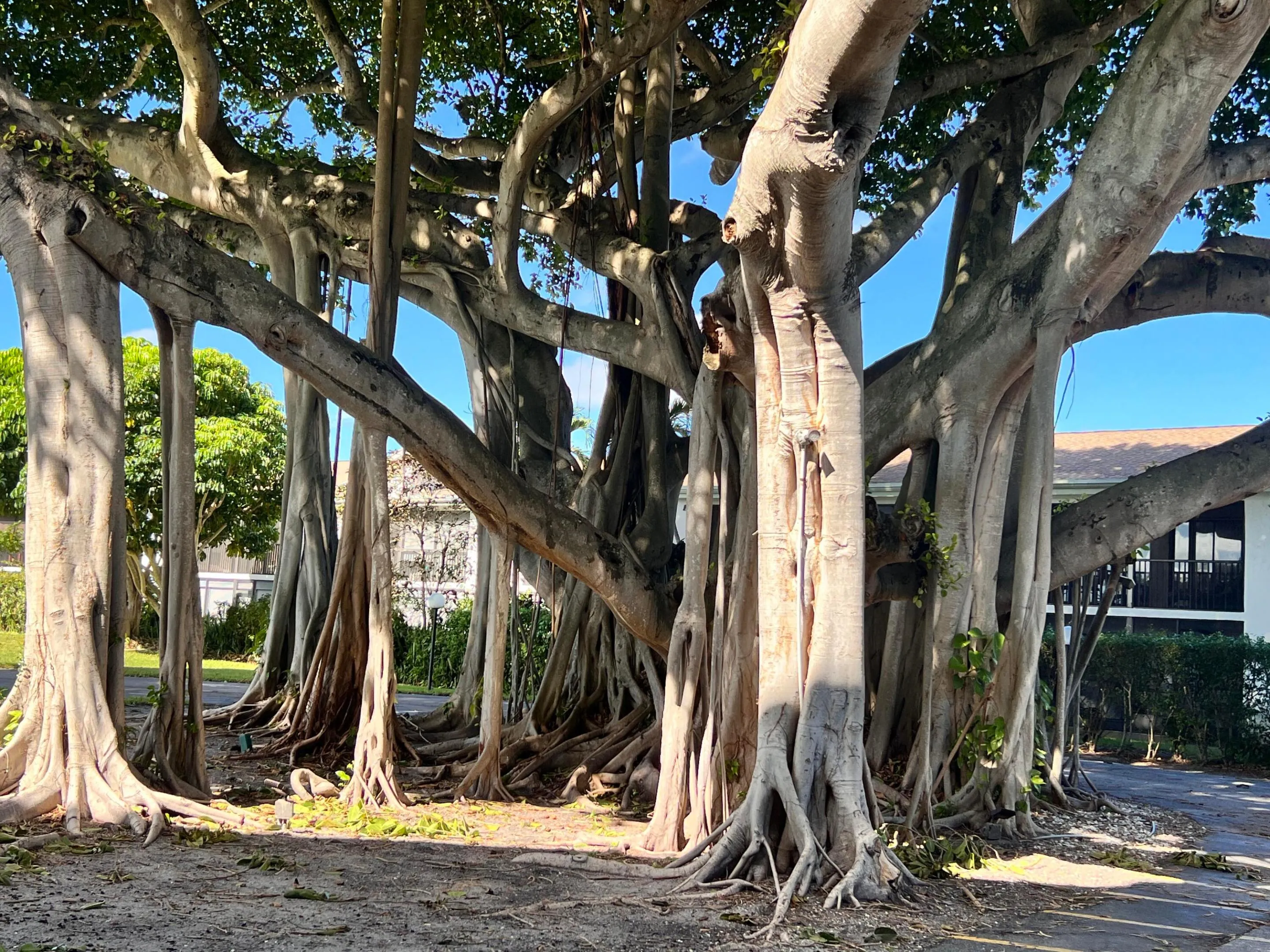 Banyan Tree Village