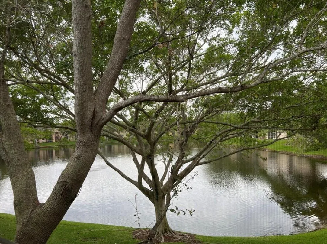 lake view