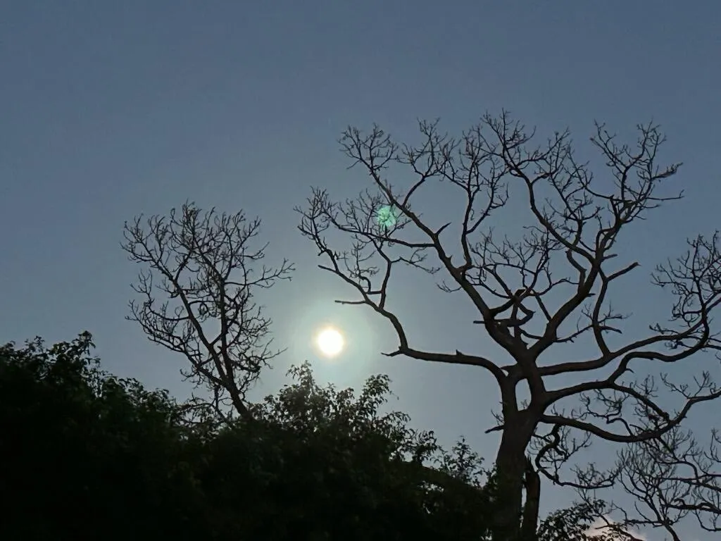 Moon with tree