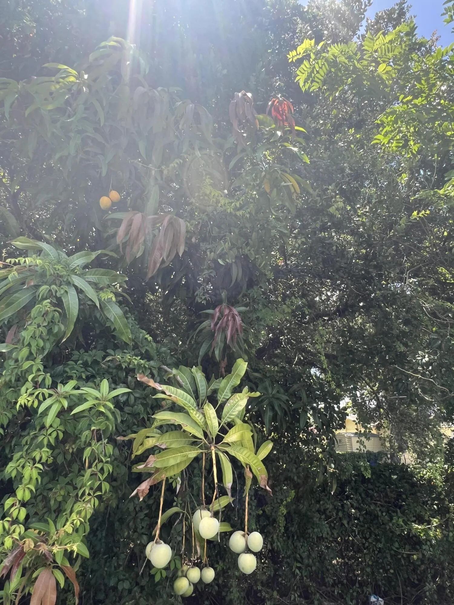 Mango 2