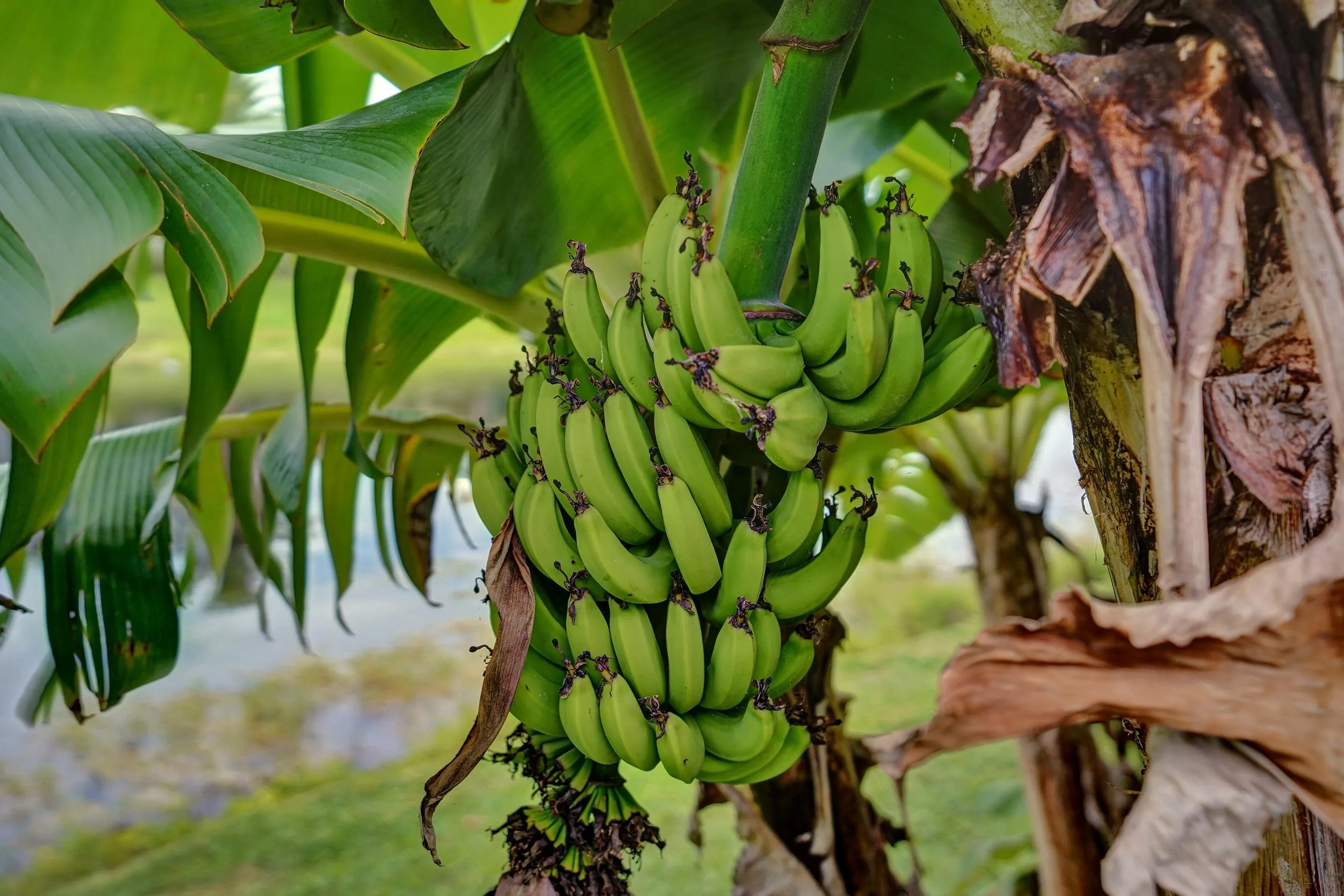 yard_banana