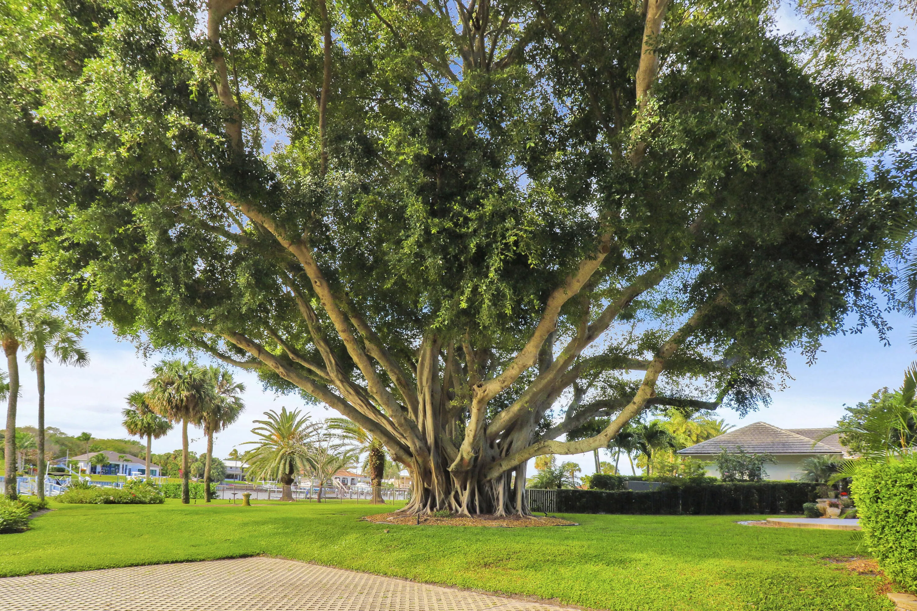View of Gorgeous Banyan Tree