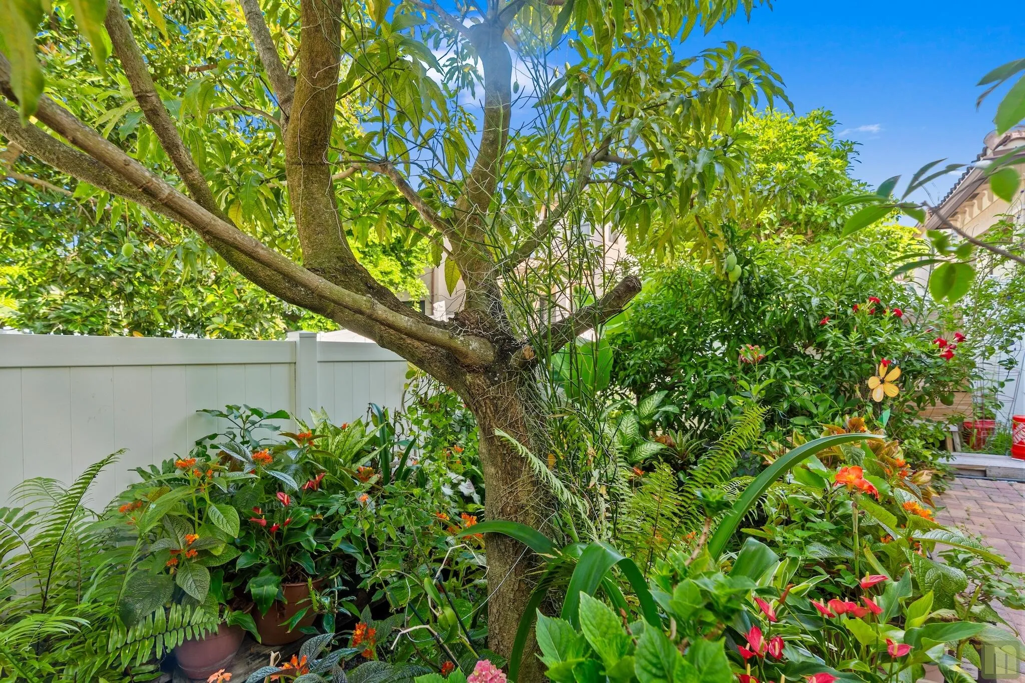 Mature Mango Tree