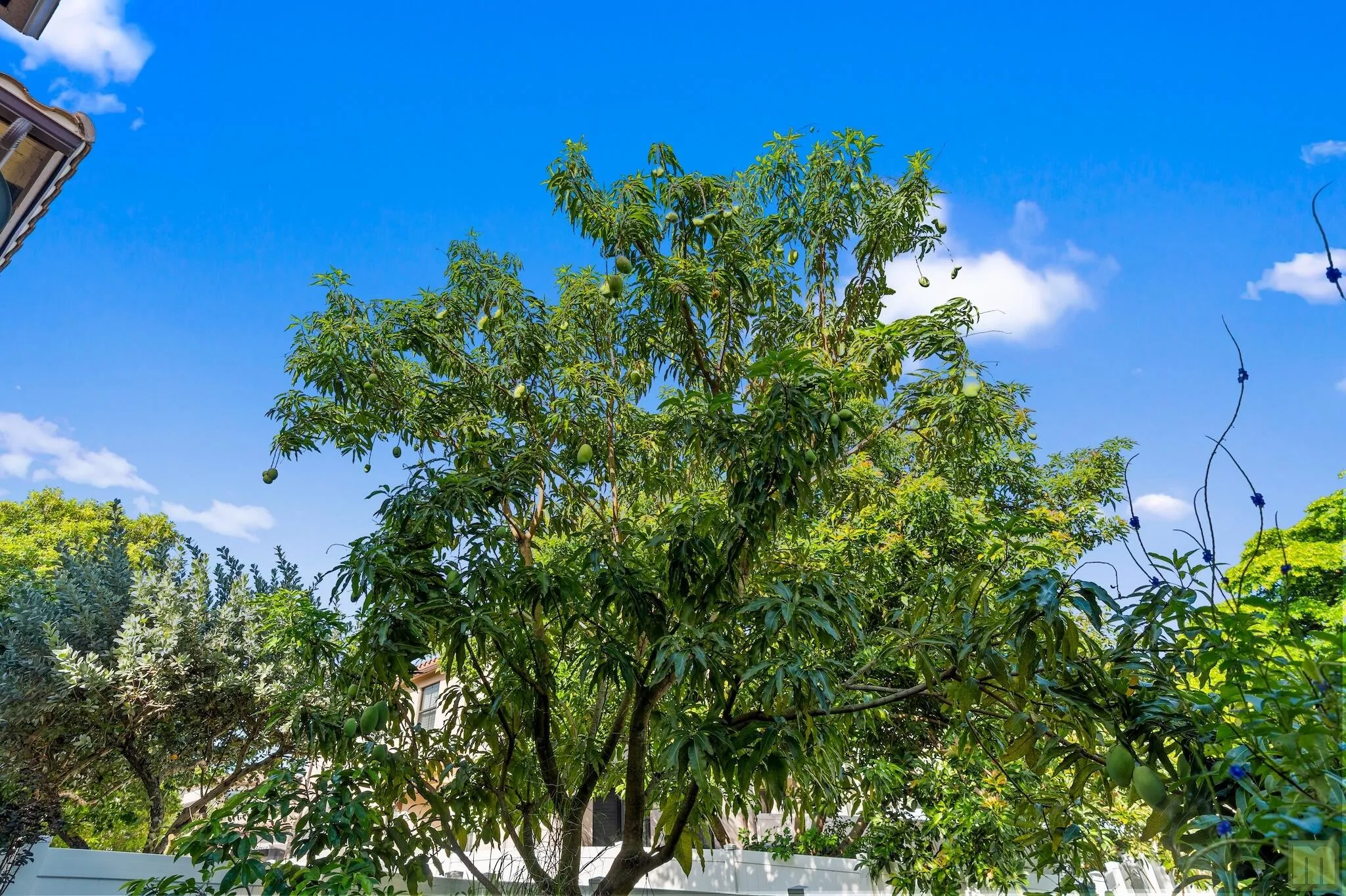 Mature Mango Tree