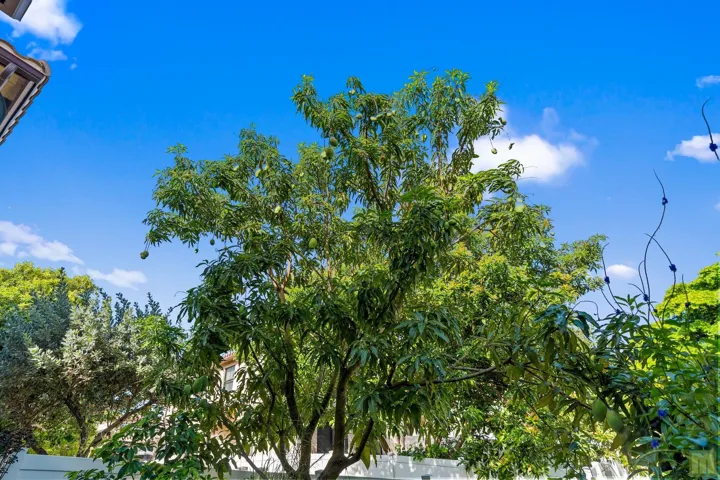 Mature Mango Tree