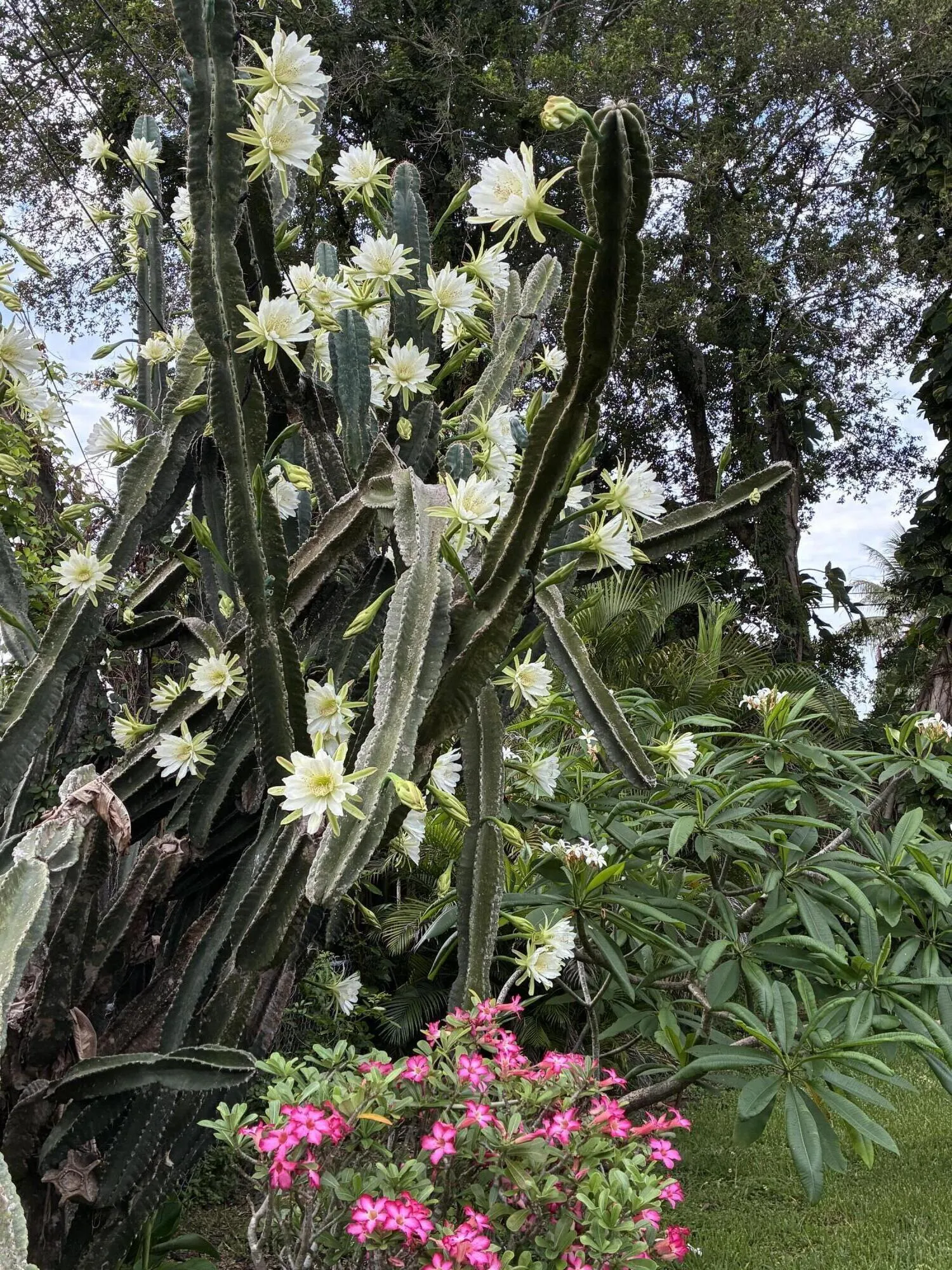 Landscaping