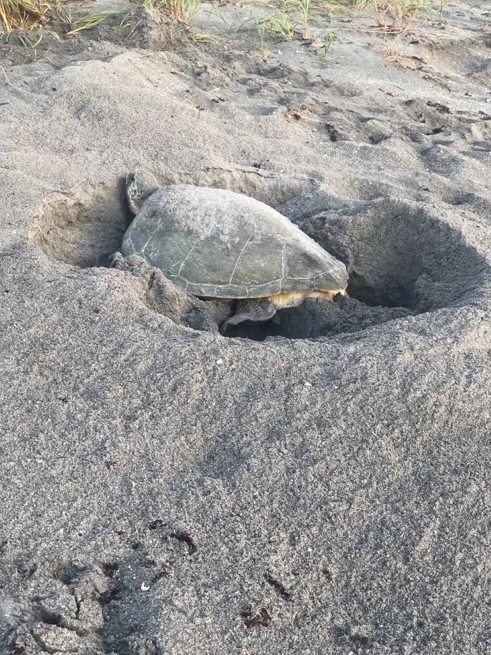 Sea Turtle Nesting
