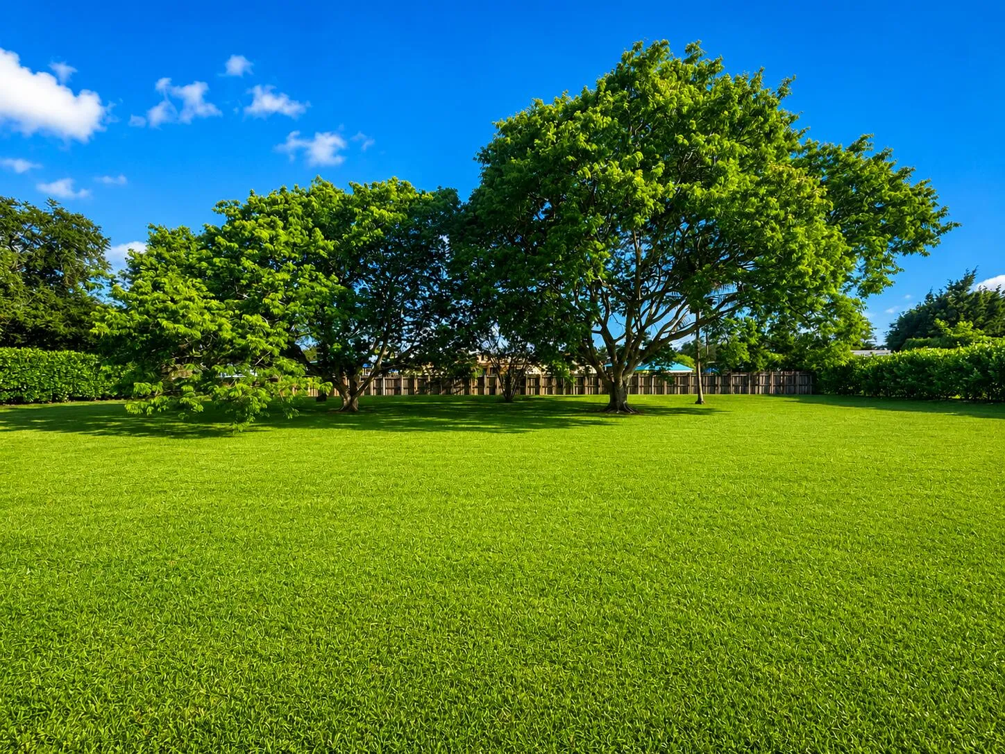 Backyard with tons of green space, trees, and privacy