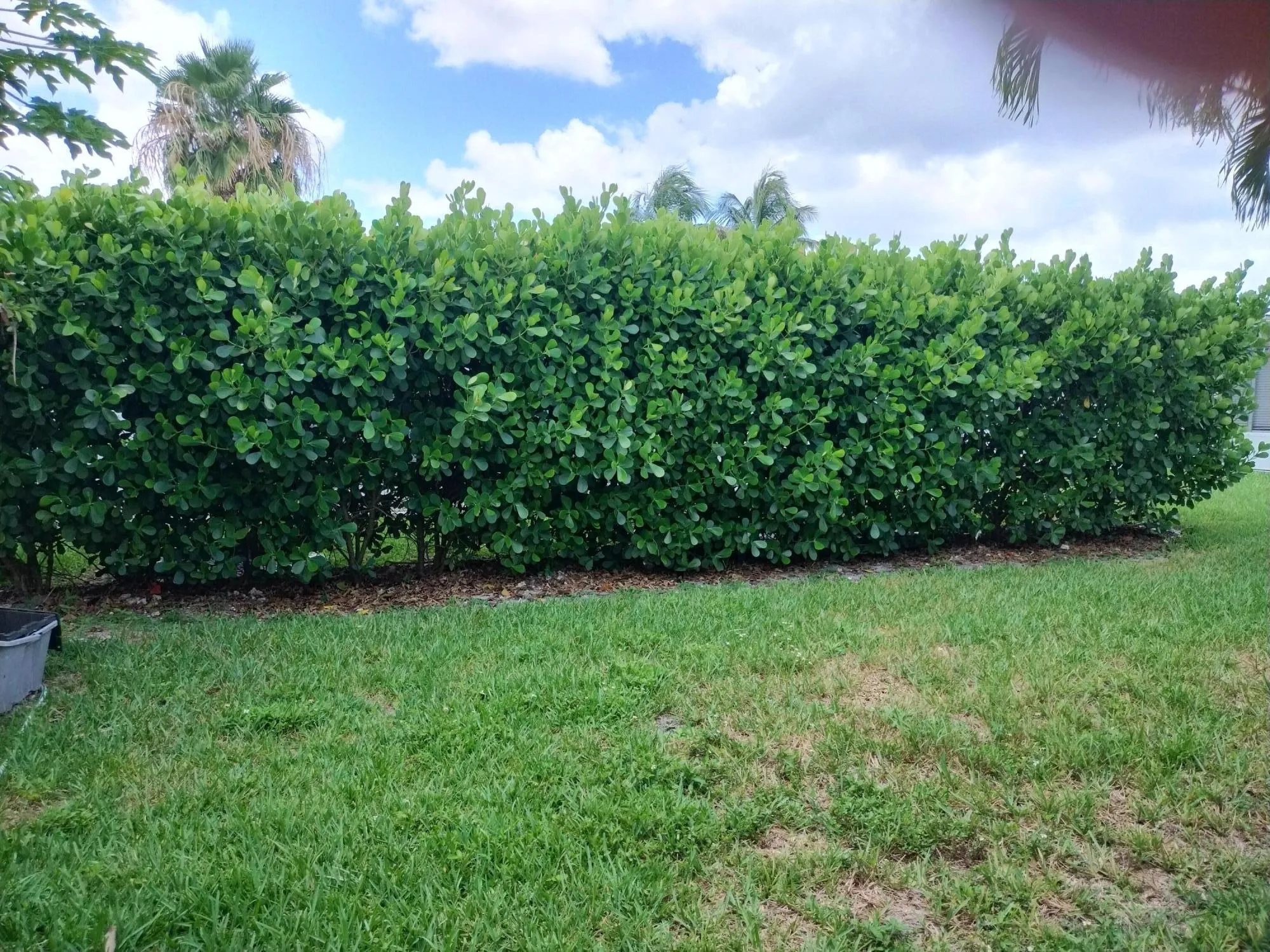 privacy hedge