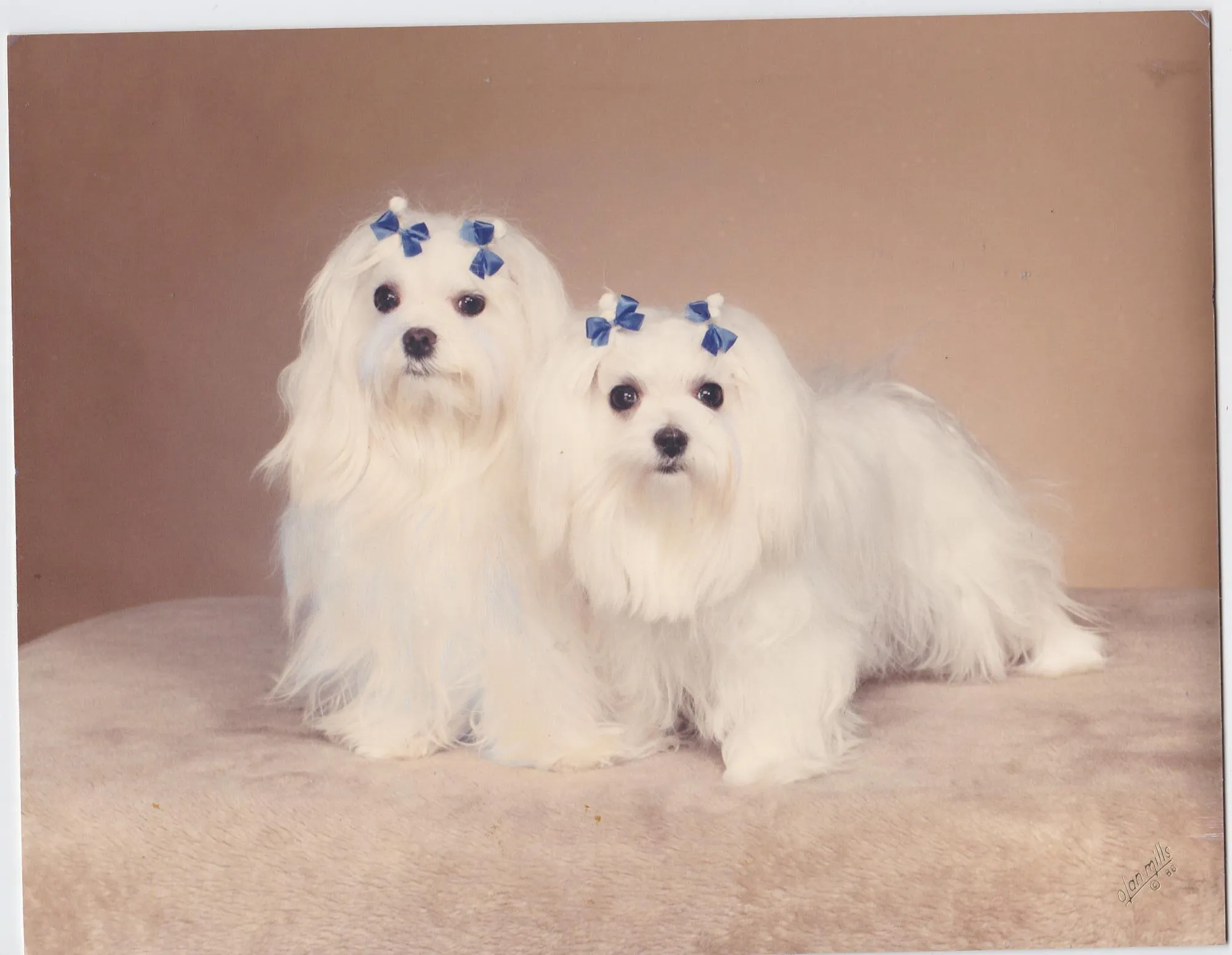 PET FRIENDLY: 2 pets, max 20# each
