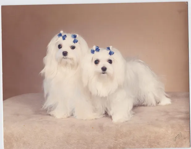PET FRIENDLY: 2 pets, max 20# each