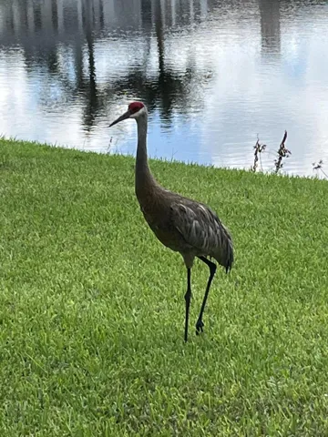 VCW backyard