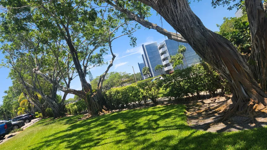 Tree line street