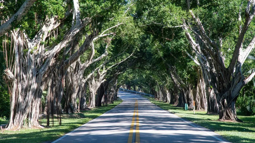 Bridge Road Hobe Sound Florida Banyan Gr