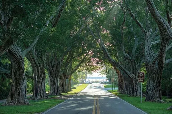 Banyan Grove Bridge Rd (4)