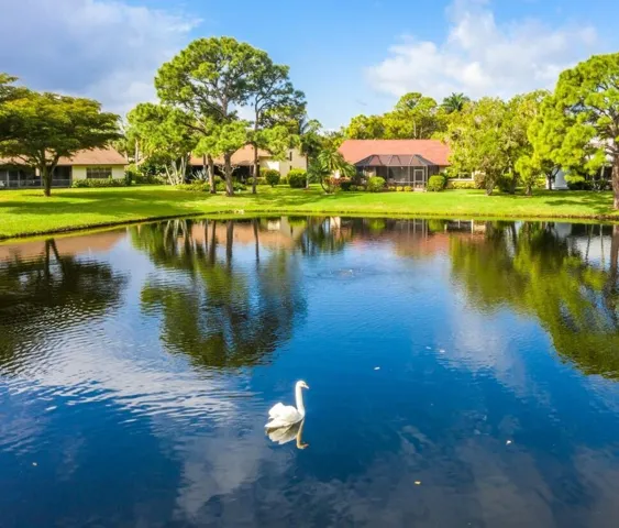 Boca Delray Resident Swan