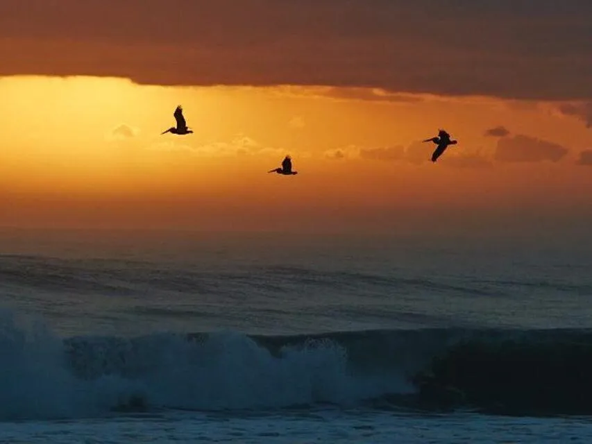 SEABIRDS OVER WAVES AT DUSK