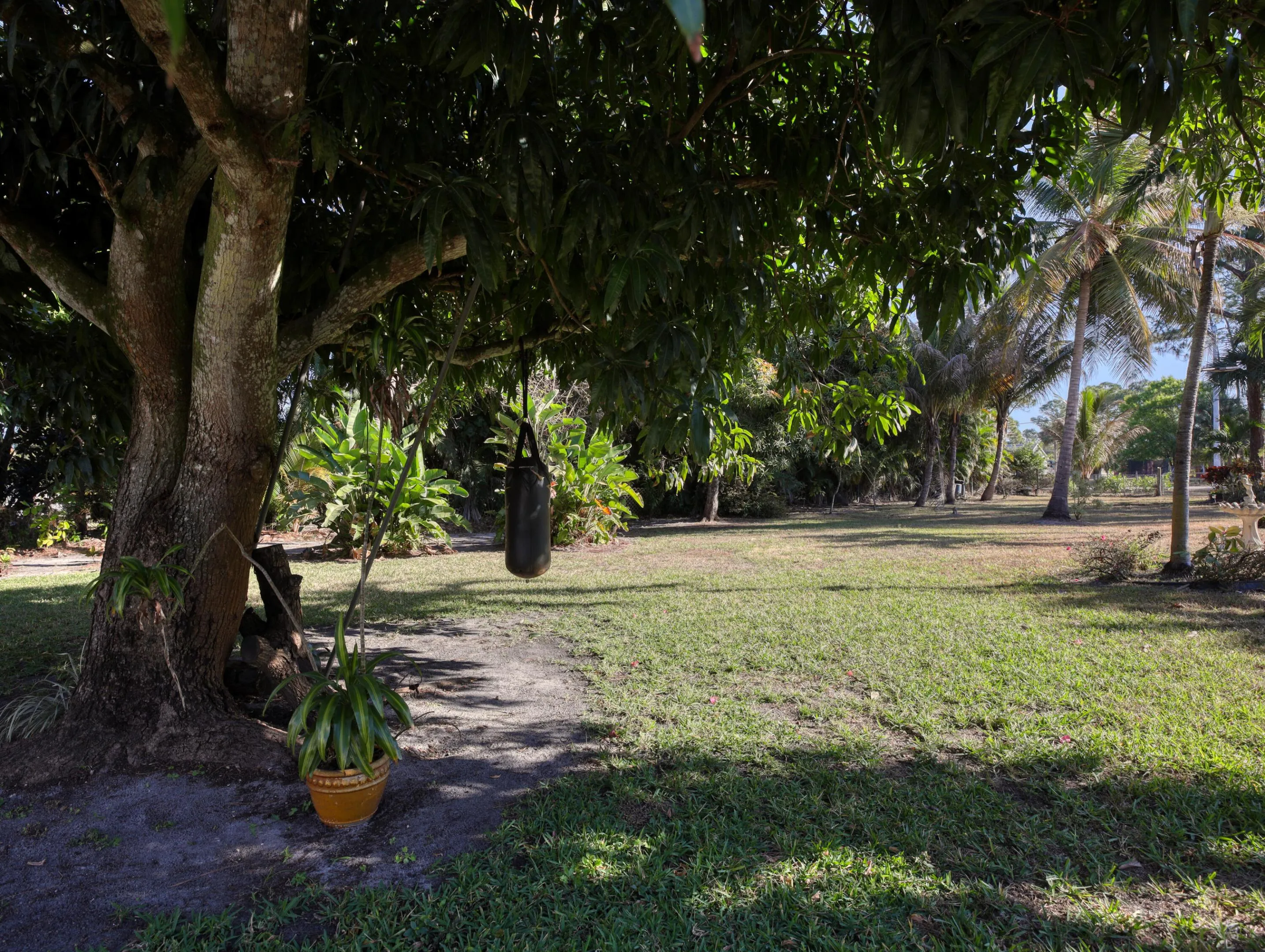 Mango Tree