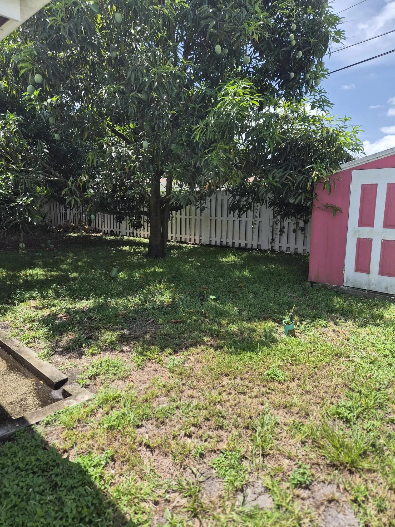 Backyard 1