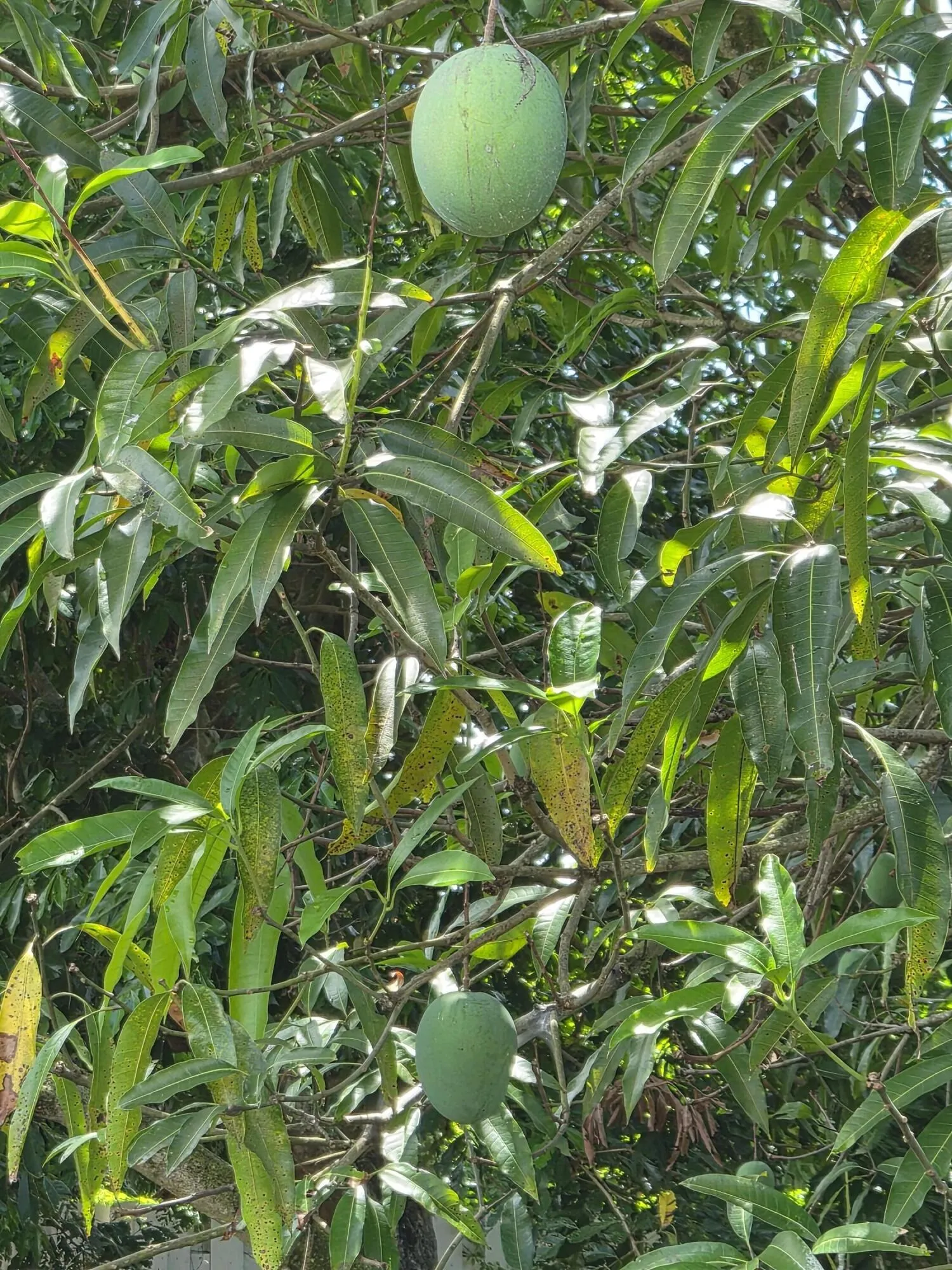 Mango Tree