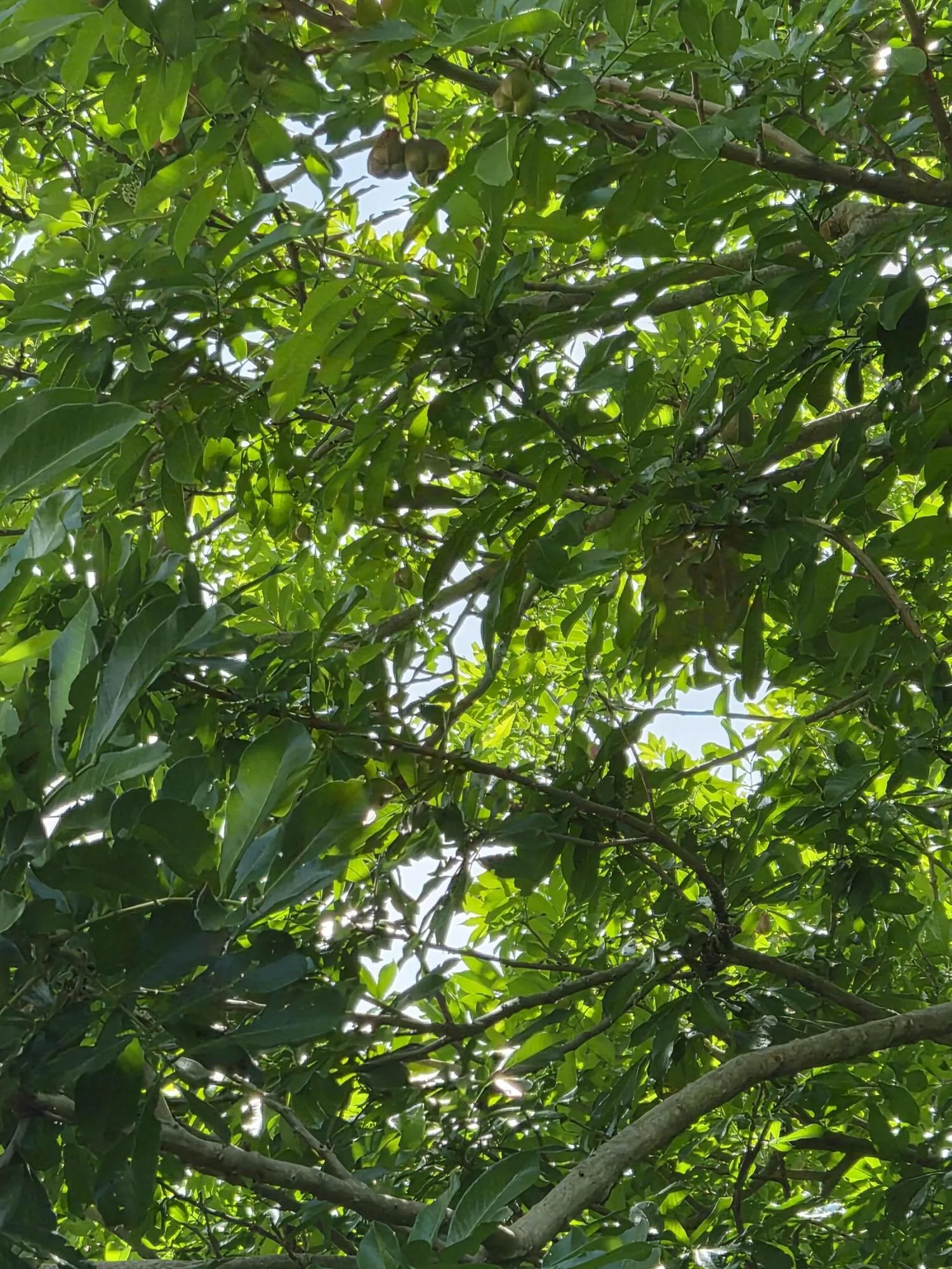 Avocado Tree 1