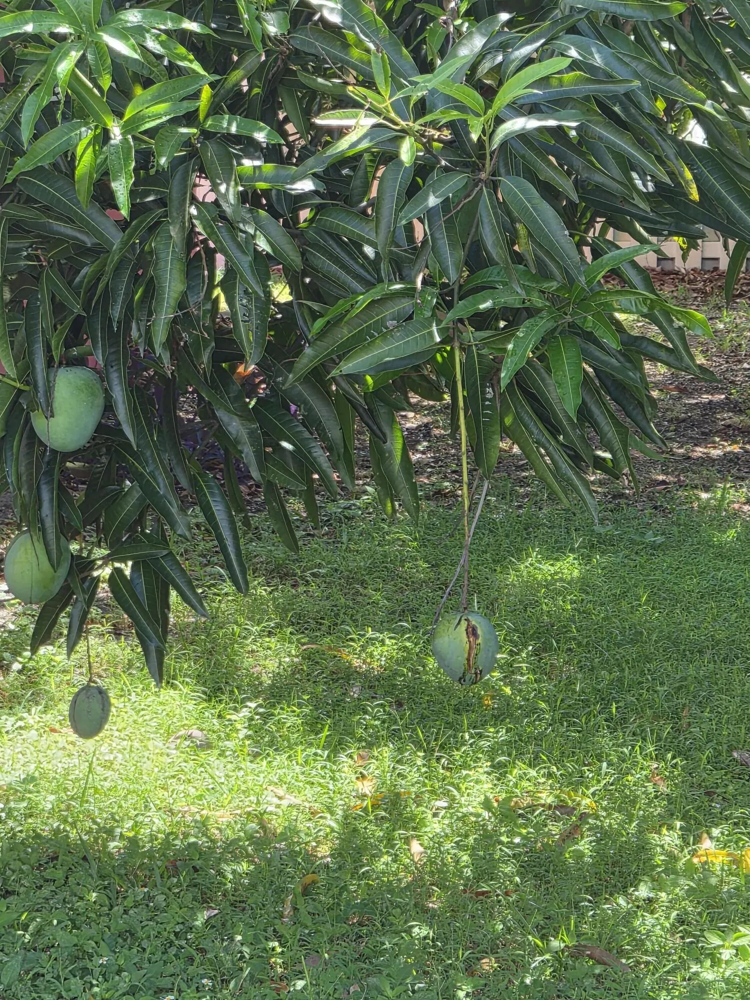 Mango Tree 1