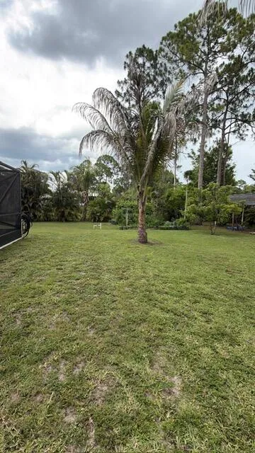 back yard