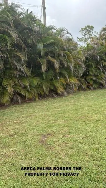 areca palms bordering property for privacy