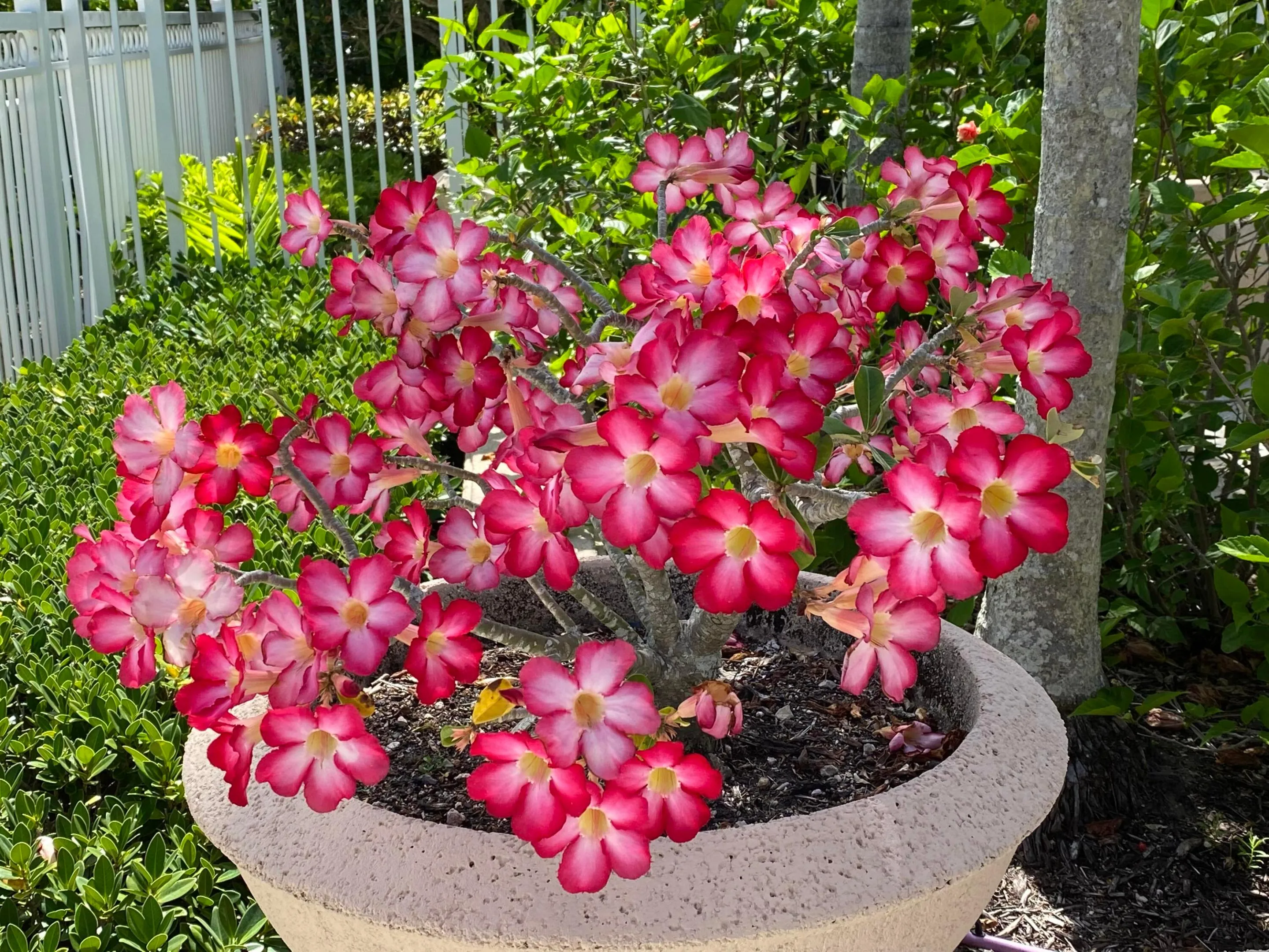 Pool Landscaping