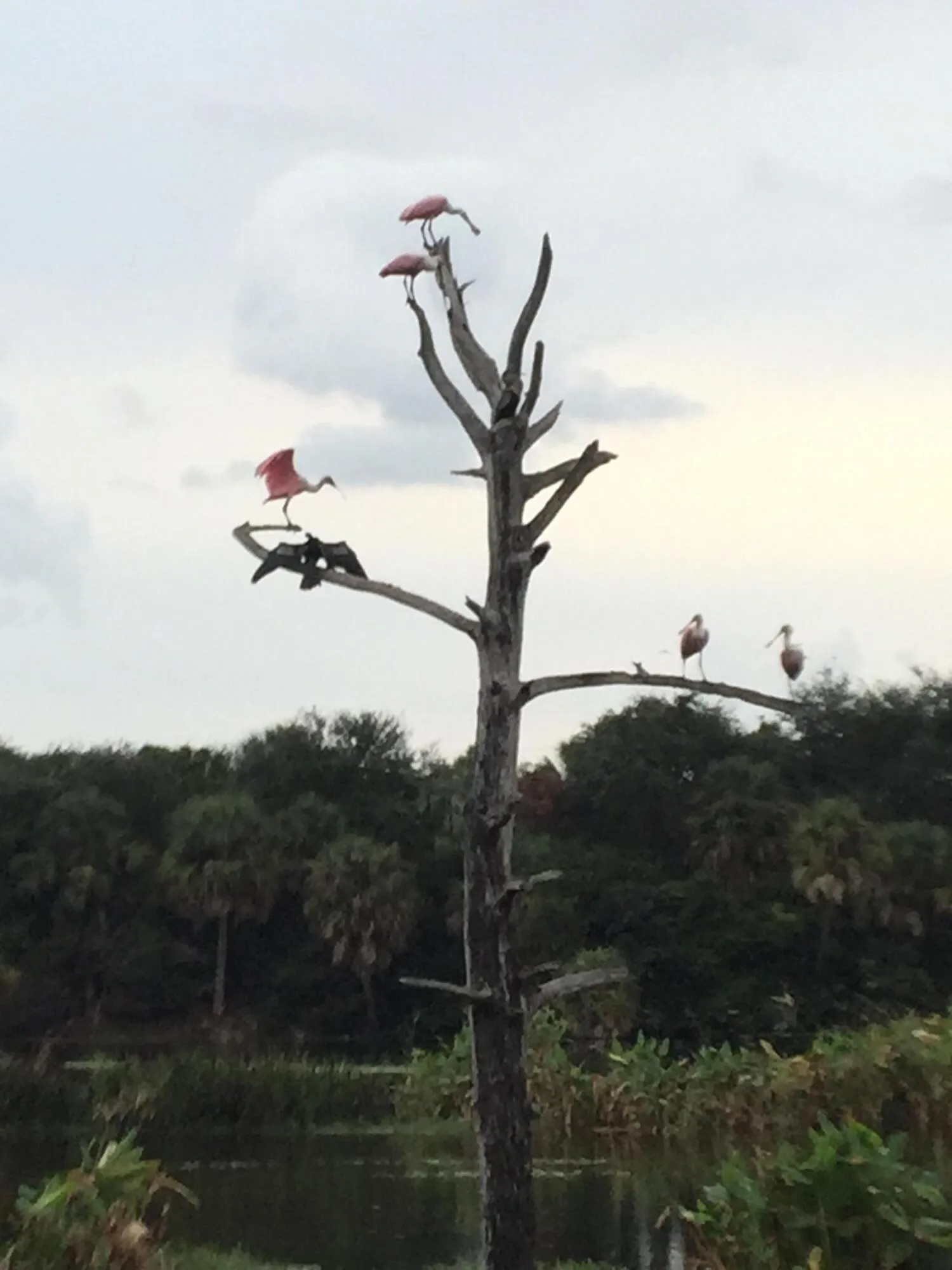Roseate Spoonbills at Wakodahatchee