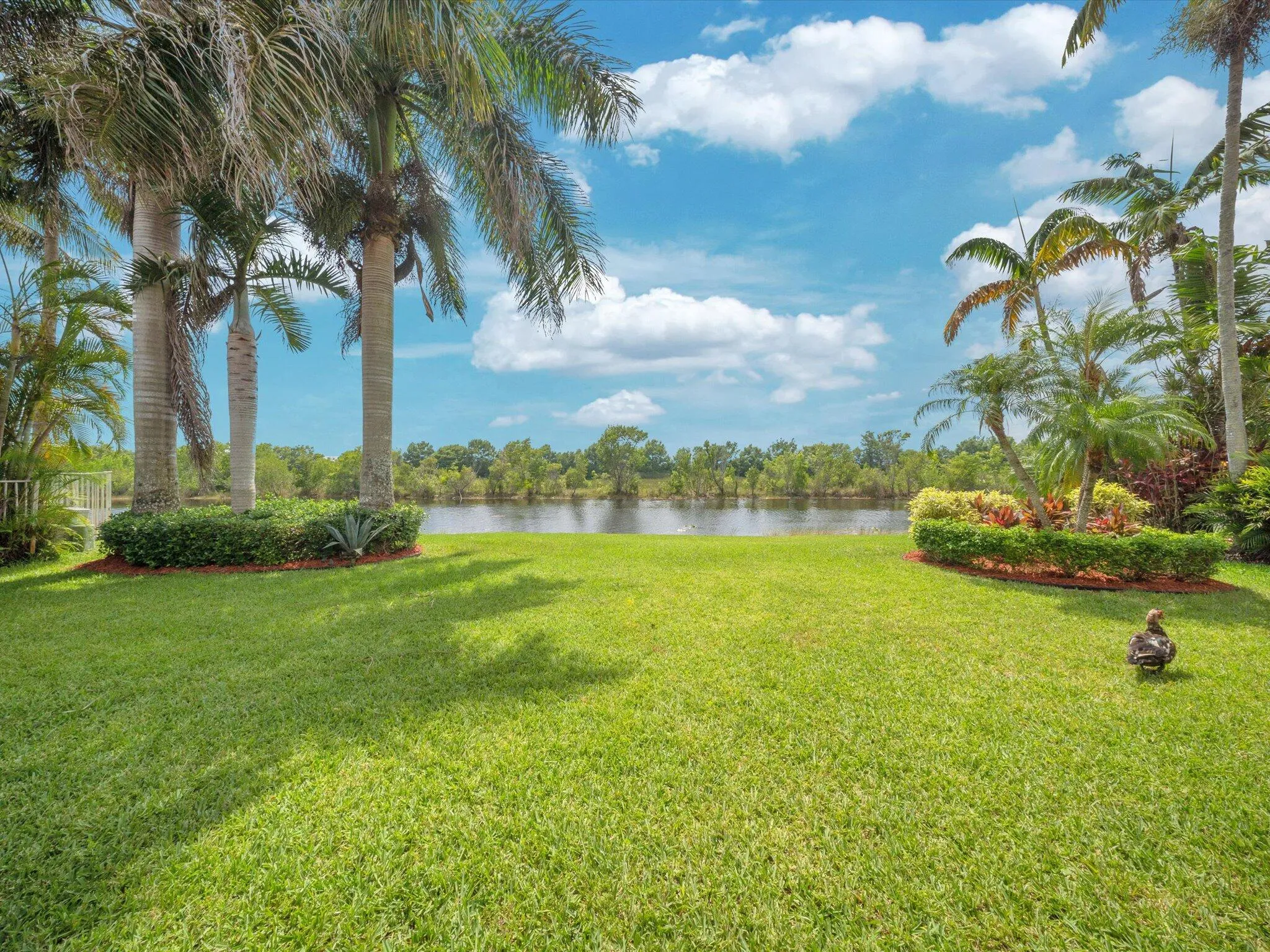 back yard