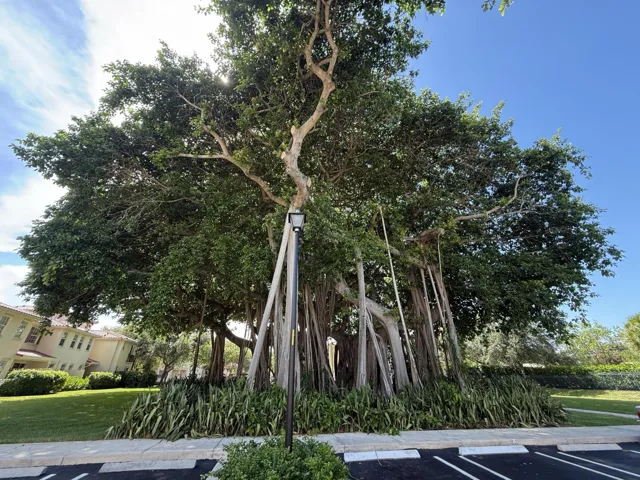 Beautiful Historical Tree